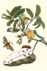 (1) Custard Apple has his soursop leaf a resting place for a White Flannel Moth while a Hawkmoth hovers; Annona muicata;  Norape novina; Duponchel's Sphinx Moth Poster Print by Maria Sibylla  Merian - Item # VARBLL0587287314