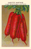 Red Half long carrot Poster Print by unknown - Item # VARBLL0587408839