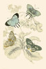 European Butterflies & Moths Poster Print by James  Duncan - Item # VARBLL0587323051