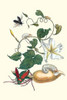 Ipomoea alba, Euchromea gigantea, Passalus interruptus Poster Print by Maria Sibylla  Merian - Item # VARBLL0587287675
