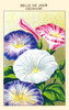 Belle-of-day is the common name for plants of the family Convolvulaceae , whose flowers open only during the day. The ladies of the day belong to the genera Convolvulus and Ipomoea Poster Print by unknown - Item # VARBLL058741006x