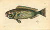 Palecheek Parrotfish  Chlorurus Japanensis Poster Print By ® Florilegius / Mary Evans - Item # VARMEL10940411