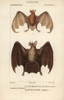 Greater Bulldog Bat  Noctilio Leporinus  Andà Poster Print By ® Florilegius / Mary Evans - Item # VARMEL10939082
