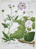 Althaea Officinalis  Marsh Mallow Plant Poster Print By Mary Evans / Natural History Museum - Item # VARMEL10708061