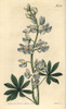 Lee'S Blue-Flowered Tree Lupin  Lupinus Nootkatensisà Poster Print By ® Florilegius / Mary Evans - Item # VARMEL10936009