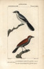 Great Grey Shrike And Black-Throated Ant-Shrike Poster Print By ® Florilegius / Mary Evans - Item # VARMEL10938916