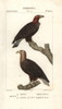 Golden Eagle  Aquila Chrysaetos  And White-Tailedà Poster Print By ® Florilegius / Mary Evans - Item # VARMEL10936117