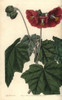 Umbel-Flowered Mallow  Phymosia Umbellata Poster Print By ® Florilegius / Mary Evans - Item # VARMEL10940105