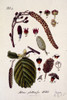 Alnus Glutinosa Xxi 4  Alder Poster Print By Mary Evans / Natural History Museum - Item # VARMEL10704289