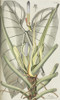 Arum Grandiflorum Poster Print By Mary Evans / Natural History Museum - Item # VARMEL10716799