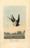 Chimney Swallow  Barn Swallow  Hirundo Rustica Poster Print By ® Florilegius / Mary Evans - Item # VARMEL10937368