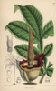 Amorphophallus Eichleri  Voodoo Lily Nativeà Poster Print By ® Florilegius / Mary Evans - Item # VARMEL10935166
