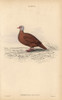 Ruddy Ground Dove  Columbina Talpacoti Poster Print By ® Florilegius / Mary Evans - Item # VARMEL10938865