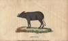Babyroussa Or North Sulawesi Babirusa  Nativeà Poster Print By ® Florilegius / Mary Evans - Item # VARMEL10941029