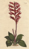 Frosted-Flowered Neottia  A Native Of Jamaicaà Poster Print By ® Florilegius / Mary Evans - Item # VARMEL10934814