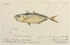 Trachurus Trachurus  Common Scad Poster Print By Mary Evans / Natural History Museum - Item # VARMEL10716212