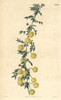 Unequal-Winged Acacia  Acacia Nigricans Poster Print By ® Florilegius / Mary Evans - Item # VARMEL10936049