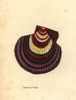 Icelandic Scallop Variety  Chlamys Islandica Var Poster Print By ® Florilegius / Mary Evans - Item # VARMEL10940818
