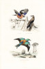 Jay  Spotted Nutcracker And Roller Poster Print By ® Florilegius / Mary Evans - Item # VARMEL10935742