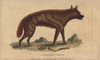 Abyssinian Hyena  Hyaena Aethiopicus Poster Print By ® Florilegius / Mary Evans - Item # VARMEL10940975