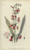 Scarlet Bugler  Penstemon Barbatus Poster Print By ® Florilegius / Mary Evans - Item # VARMEL10936728