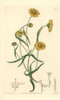 Downy Lasthenia  Lasthenia Californica Poster Print By ® Florilegius / Mary Evans - Item # VARMEL10935344