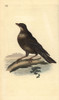 Ring Ouzel  Turdus Torquatus Poster Print By ® Florilegius / Mary Evans - Item # VARMEL10936344