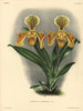 Cypripedium Auriferum L Lind Hybrid Orchid Poster Print By ® Florilegius / Mary Evans - Item # VARMEL10939341