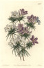 Thick-Flowered Slender-Tube  Leptosiphon Densiflorus Poster Print By ® Florilegius / Mary Evans - Item # VARMEL10935255