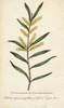 Catkin Shrub Of New South Wales  Australia Poster Print By ® Florilegius / Mary Evans - Item # VARMEL10937809