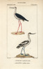 Black-Winged Stilt  Himantopus Himantopusà Poster Print By ® Florilegius / Mary Evans - Item # VARMEL10938962