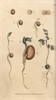Germinating Seeds Of The Pea Pisum Sativumà Poster Print By ® Florilegius / Mary Evans - Item # VARMEL10936082