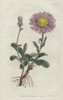 Alpine Aster  Aster Alpinus Poster Print By ® Florilegius / Mary Evans - Item # VARMEL10934869