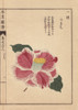 White And Scarlet Camellia  Kokinran  Theaà Poster Print By ® Florilegius / Mary Evans - Item # VARMEL10938593
