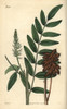 Silky Leaved Liquorice  Glycirrhiza Lepidota Poster Print By ® Florilegius / Mary Evans - Item # VARMEL10936022