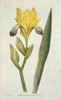 Iris Variegata  Variegated Iris Poster Print By Mary Evans / Natural History Museum - Item # VARMEL10717369