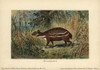 Dorcatherium  Extinct Type Of Chevrotain Mouse Deer Poster Print By ® Florilegius / Mary Evans - Item # VARMEL10937714