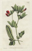 Winged Lotus Or Winged Pea  Lotus Tetragonolobus Poster Print By ® Florilegius / Mary Evans - Item # VARMEL10934850
