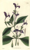 Justicia Speciosa  Purple-Flowered East-Indianà Poster Print By ® Florilegius / Mary Evans - Item # VARMEL10934886