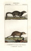 White Tailed Mongoose  Ichneumia Albicaudaà Poster Print By ® Florilegius / Mary Evans - Item # VARMEL10936123
