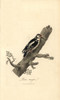 Greater Spotted Woodpecker  Picus Major  Dendrocopos Major Poster Print By ® Florilegius / Mary Evans - Item # VARMEL10937402