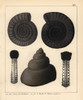 Fossils Of Extinct Cephalopods Poster Print By ® Florilegius / Mary Evans - Item # VARMEL10941095