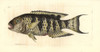 Red Breasted Wrasse  Cheilinus Fasciatus Poster Print By ® Florilegius / Mary Evans - Item # VARMEL10940779