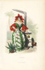 Cactus Flower Fairy In Bonnet And Sleeves Of Flowers Poster Print By ® Florilegius / Mary Evans - Item # VARMEL10937464 Cactus Flower Fairy In Bonnet And Sleeves Of Flowers Poster Print By ® Florilegius / Mary Evans - Item # VARMEL10937464
