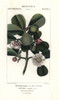 Autograph Tree  Clusia Rosea Poster Print By ® Florilegius / Mary Evans - Item # VARMEL10936144