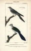Common Cuckoo  Cuculus Canorus  And Crestedà Poster Print By ® Florilegius / Mary Evans - Item # VARMEL10938997