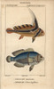 Jack-Knifefish  Equetus Lanceolatus  And Spinecheekà Poster Print By ® Florilegius / Mary Evans - Item # VARMEL10938409