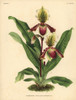 Miss Louisa Fowler'S Cypripedium Orchid Poster Print By ® Florilegius / Mary Evans - Item # VARMEL10939365