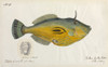 Yellow Leatherjacket. Poster Print By Mary Evans / Natural History Museum - Item # VARMEL10716316