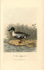 Northern Shoveler  Anas Clypeata Poster Print By ® Florilegius / Mary Evans - Item # VARMEL10937432